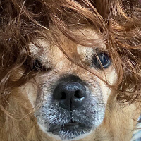 Ginger